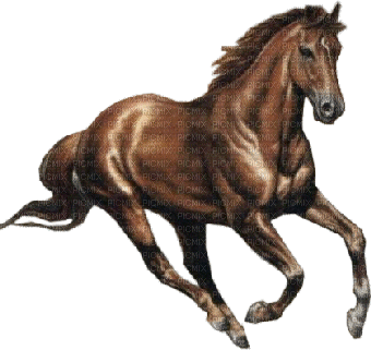 Horse - Ilmainen animoitu GIF