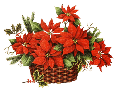 christmas noel red flowers - Free PNG