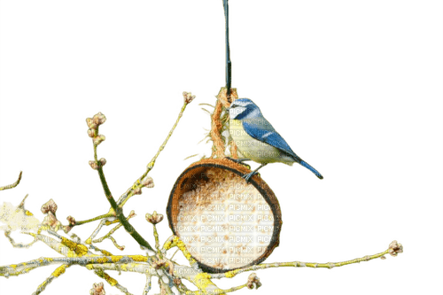 oiseau ( mésange de mon jardin) PB - PNG gratuit