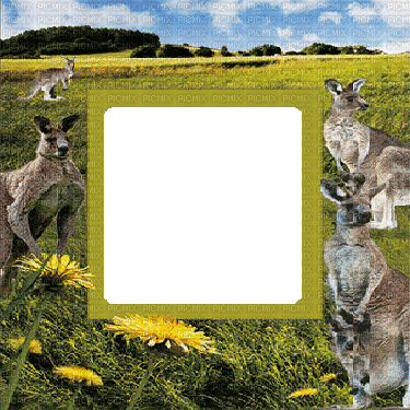kangeroo frame 3 d cadre - Бесплатный анимированный гифка