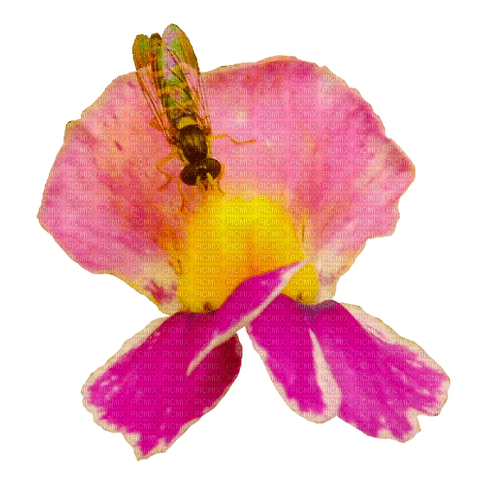 Blüte mit Insekt - png gratis