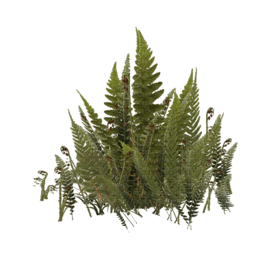plants bp - Free PNG