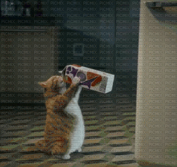 Thirsty Cat - Ilmainen animoitu GIF
