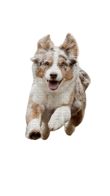 dog hund chien animal tube - PNG gratuit