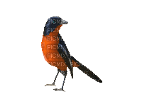 bird - Ilmainen animoitu GIF