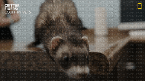 ferret - 無料のアニメーション GIF