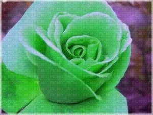 rose verte - nemokama png