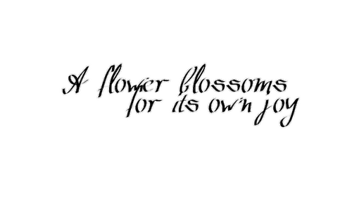 A flower blossoms for its own joy - besplatni png