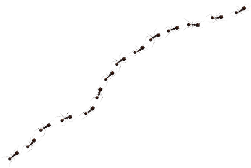 Ant Trail - zadarmo png