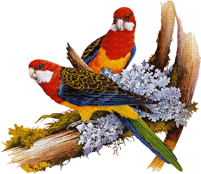 Kaz_Creations Birds Bird - GIF animasi gratis
