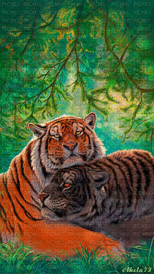 tigre - Zdarma animovaný GIF