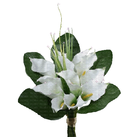 Fleurs.Bouquet.Flowers.Calla lilies.Victoriabea - Ücretsiz animasyonlu GIF