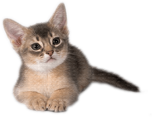 Katze, chat, cat - PNG gratuit