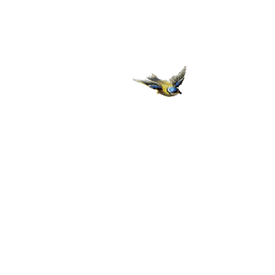 pajaro azul marillo gif dubravka4 - Bezmaksas animēts GIF