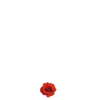 Gif rosas-l - 免费动画 GIF