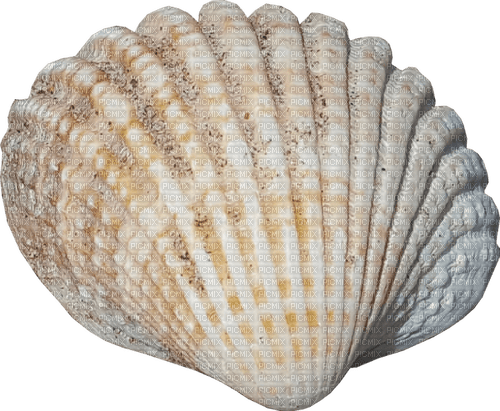 Kaz_Creations Sea-Shell - PNG gratuit