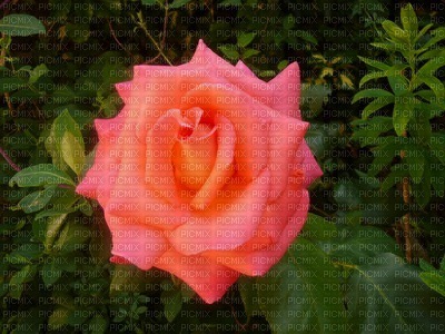 il était une rose, mon amie la ose - δωρεάν png