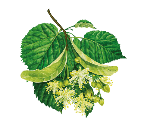 Linden Blossom - 免费PNG