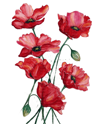 Blumen, Mohnblumen, Flowers, Poppy - gratis png