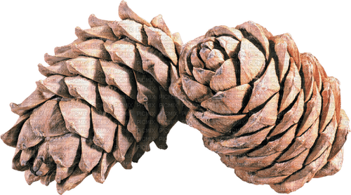 pinecone - ingyenes png