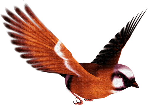ptak - безплатен png