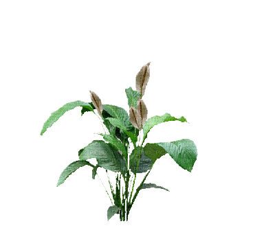 plants anastasia - GIF เคลื่อนไหวฟรี