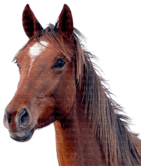 Kaz_Creations Horse - png gratis