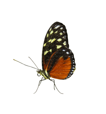 perhonen, papillon - ücretsiz png