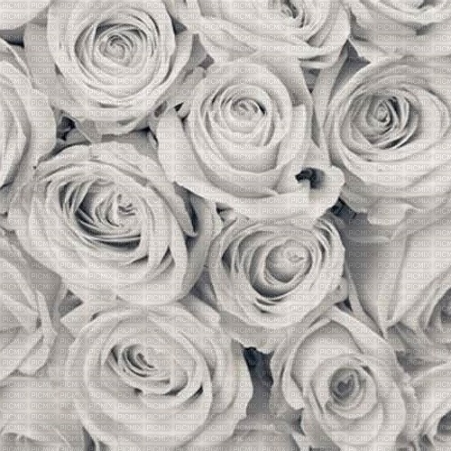 Roses - 無料png