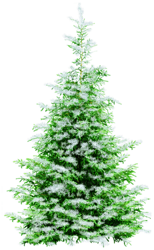 Winter.Tree.Green.White - png ฟรี