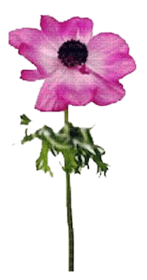 Flower Anemone 8 PNG - zdarma png
