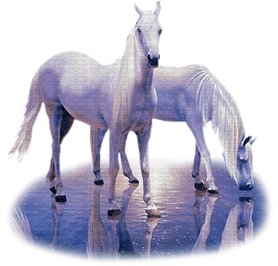 sylvain chevaux - PNG gratuit