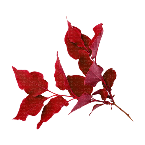 kikkapink deco scrap red leaves - zadarmo png