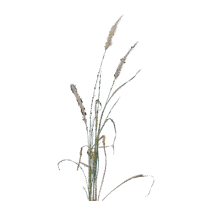 Трава - Nemokamas animacinis gif