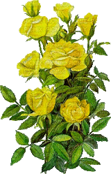 yellow rose - GIF animate gratis