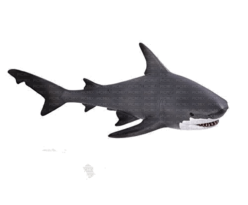 shark - besplatni png