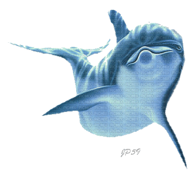 dauphin - Nemokamas animacinis gif