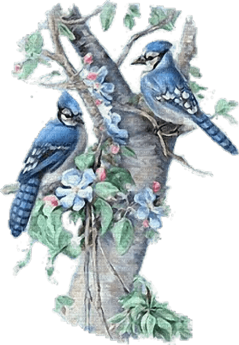 birds - Free PNG