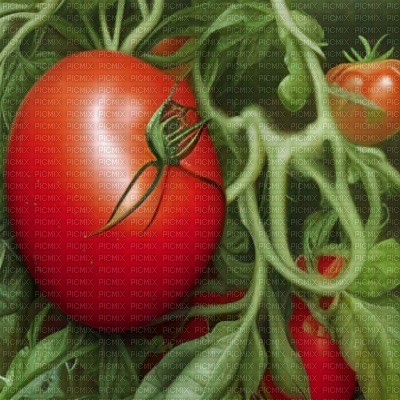 Tomatoes on a Plant - ücretsiz png