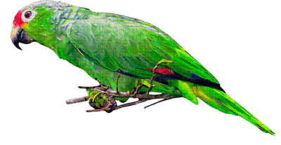 parrot katrin - kostenlos png