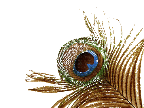 Peacock feather - Бесплатни анимирани ГИФ