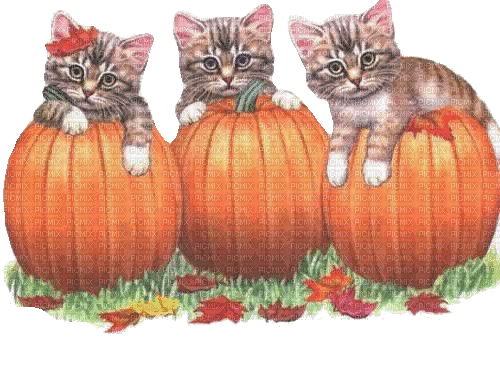 Katze cat Herbst Halloween - Free animated GIF