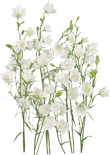 White.Flowers.Fleurs blanches.Victoriabea - Free PNG