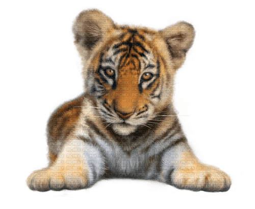 tigre baby dubravka4 - 免费PNG