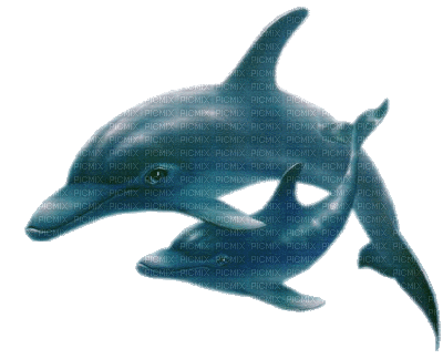 delfin - GIF animate gratis