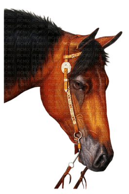 caballo - png gratuito