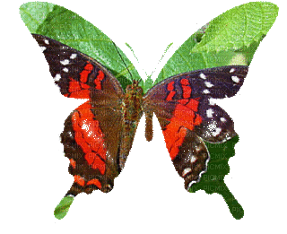 Butterfly - Gratis animeret GIF