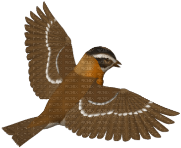Kaz_Creations  Birds Bird - δωρεάν png