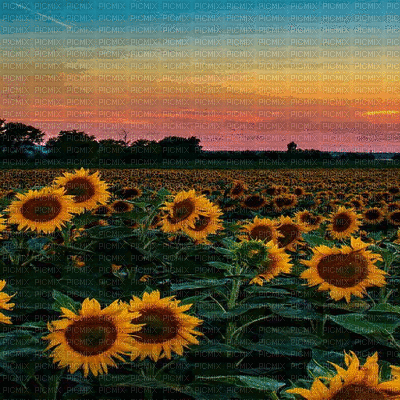 sunflower field gif bg champ de tournesol fond - Free animated GIF