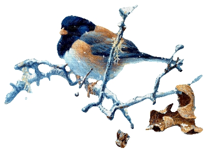 Bird in Winter - Free animated GIF